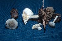 Clitocybe odora image