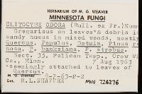 Clitocybe odora image