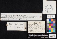 Clitocybe odora image