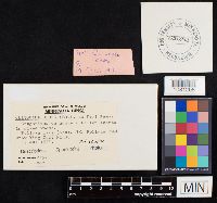 Clitocybe odora image