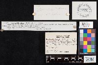 Clitocybe odora image