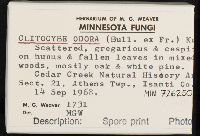 Clitocybe odora image