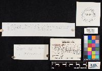 Clitocybe odora image