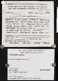 Clitocybe odora image