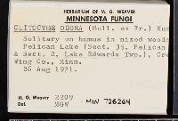 Clitocybe odora image