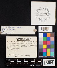 Clitocybe odora image