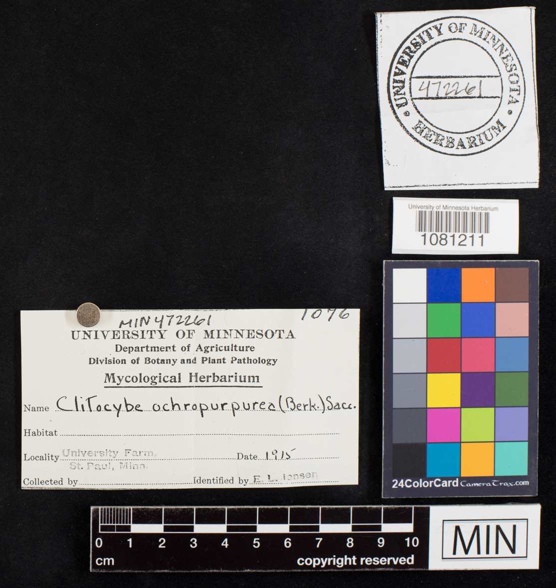 Clitocybe ochropurpurea image