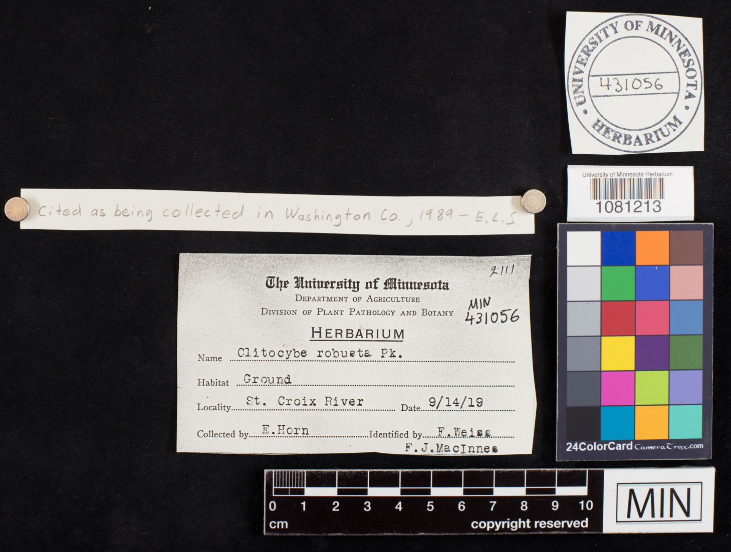 Clitocybe robusta image