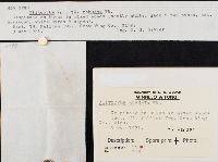 Clitocybe robusta image