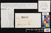 Clitocybe robusta image