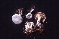 Clitocybe phyllophila image