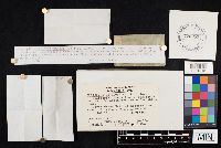 Clitocybe phyllophila image