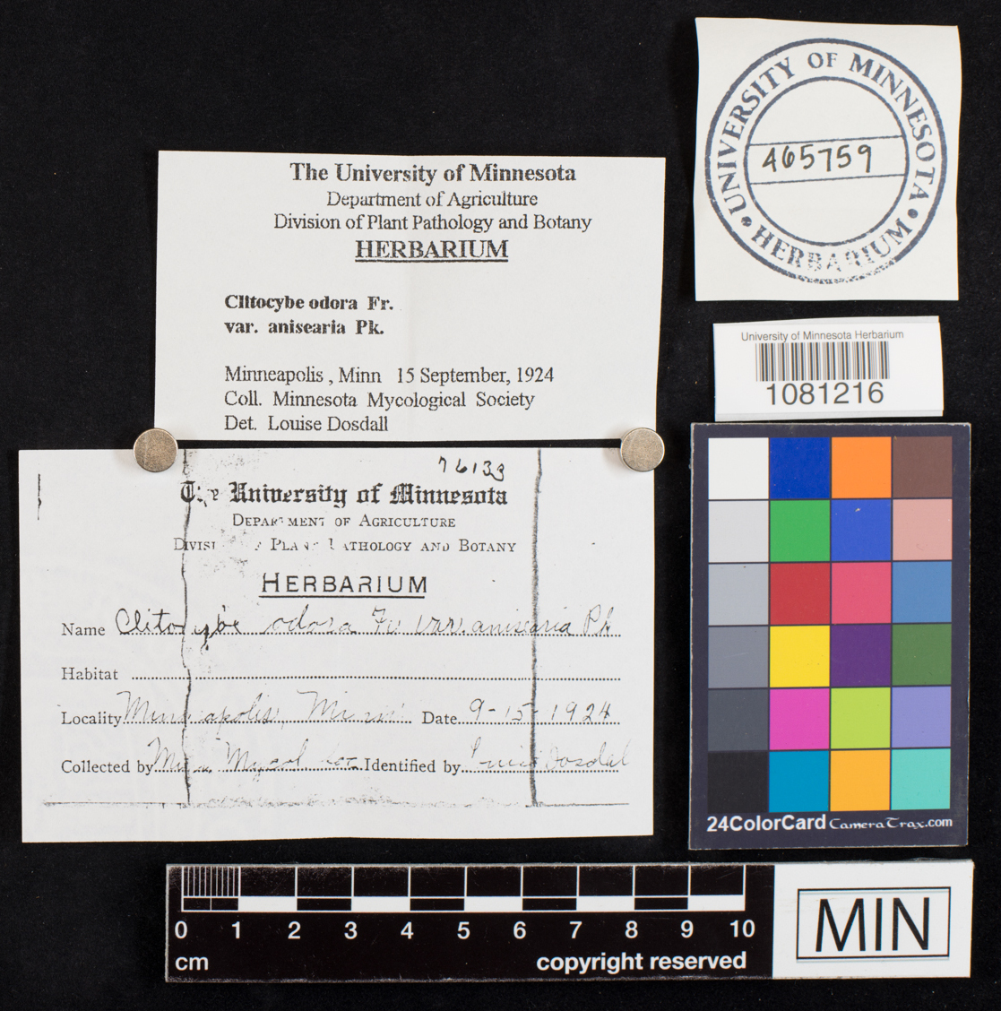 Clitocybe odora var. anisearia image