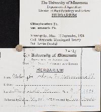 Clitocybe odora var. anisearia image