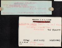 Clitocybe odora image