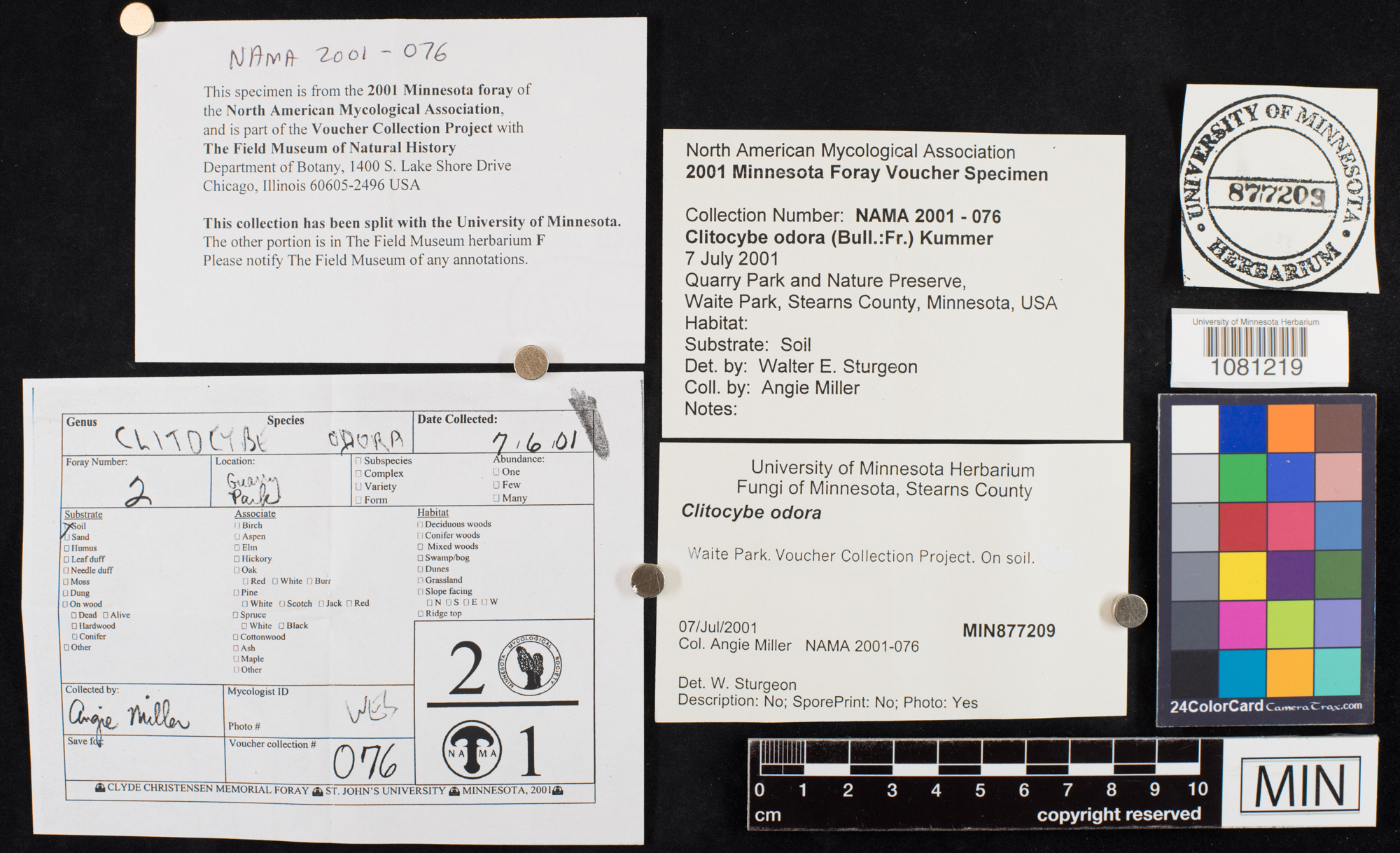 Clitocybe odora image