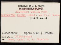 Clitocybe odora image