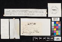 Clitocybe robusta image