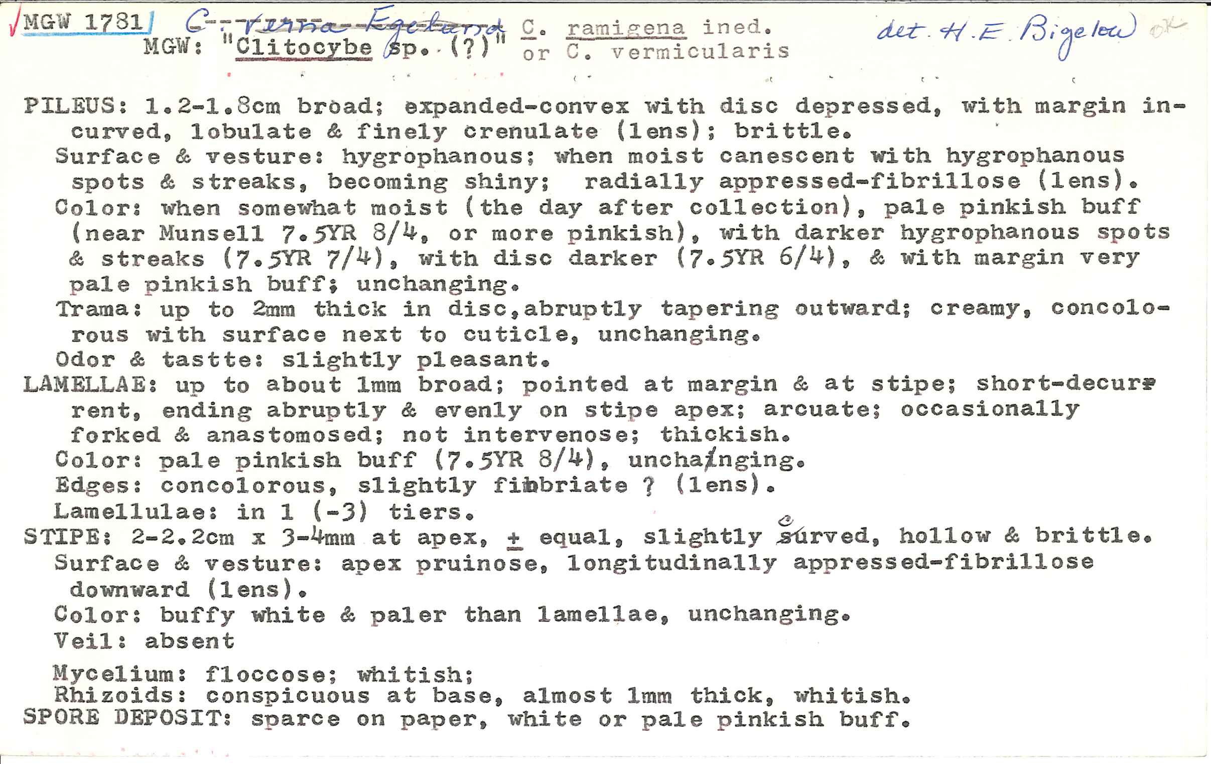 Clitocybe ramigena image