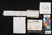 Clitocybe ramigena image