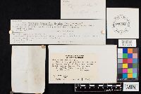 Clitocybe robusta image