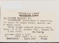 Clitocybe robusta image