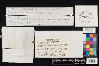 Clitocybe robusta image