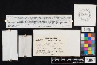 Clitocybe squamulosa image