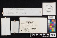 Clitocybe squamulosa image