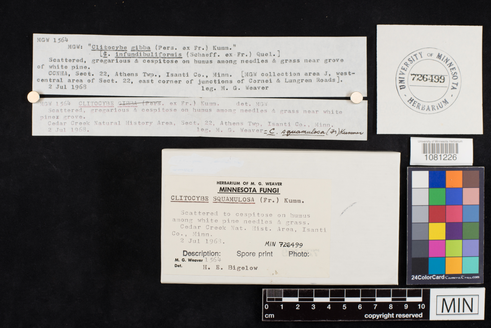 Clitocybe squamulosa image