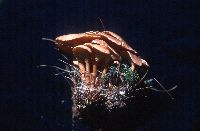 Clitocybe squamulosa image