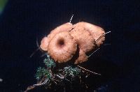 Clitocybe squamulosa image