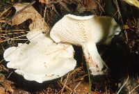Clitocybe robusta image