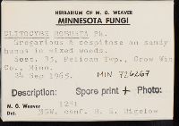 Clitocybe robusta image