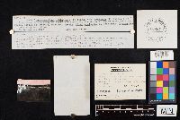 Clitocybe robusta image