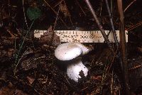 Clitocybe robusta image