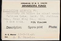 Clitocybe robusta image