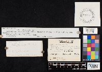 Clitocybe robusta image