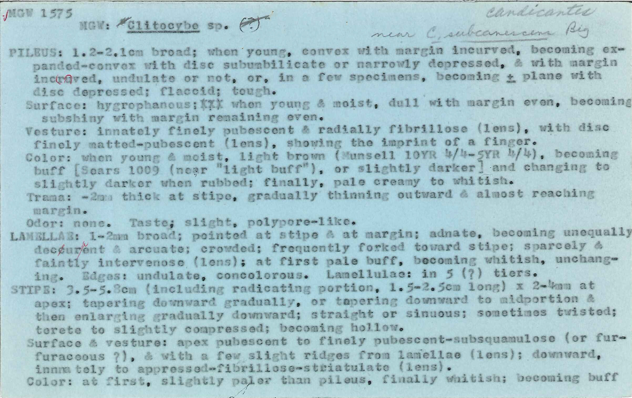 Clitocybe subcanescens image