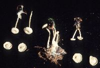 Clitocybe subcanescens image