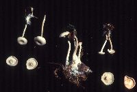 Clitocybe subcanescens image