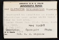 Clitocybe subcanescens image