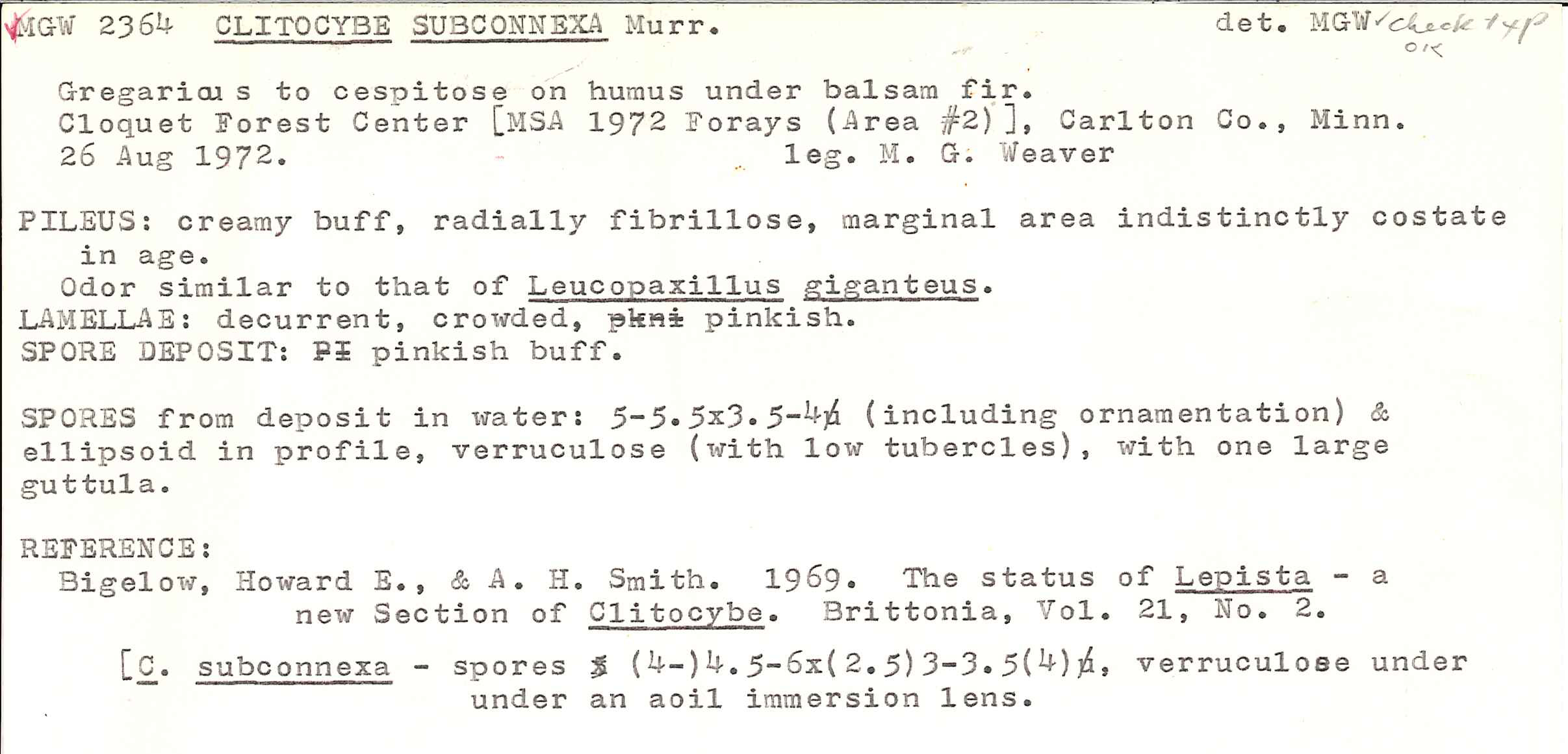 Clitocybe subconnexa image
