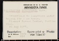 Clitocybe subconnexa image