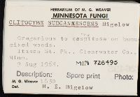 Clitocybe subcanescens image