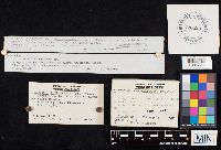 Clitocybe subcanescens image