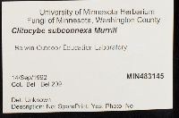 Clitocybe subconnexa image