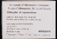 Clitocybe squamulosa image