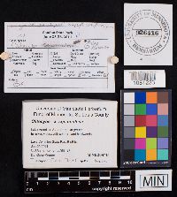 Clitocybe squamulosa image