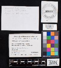 Clitocybe squamulosa image